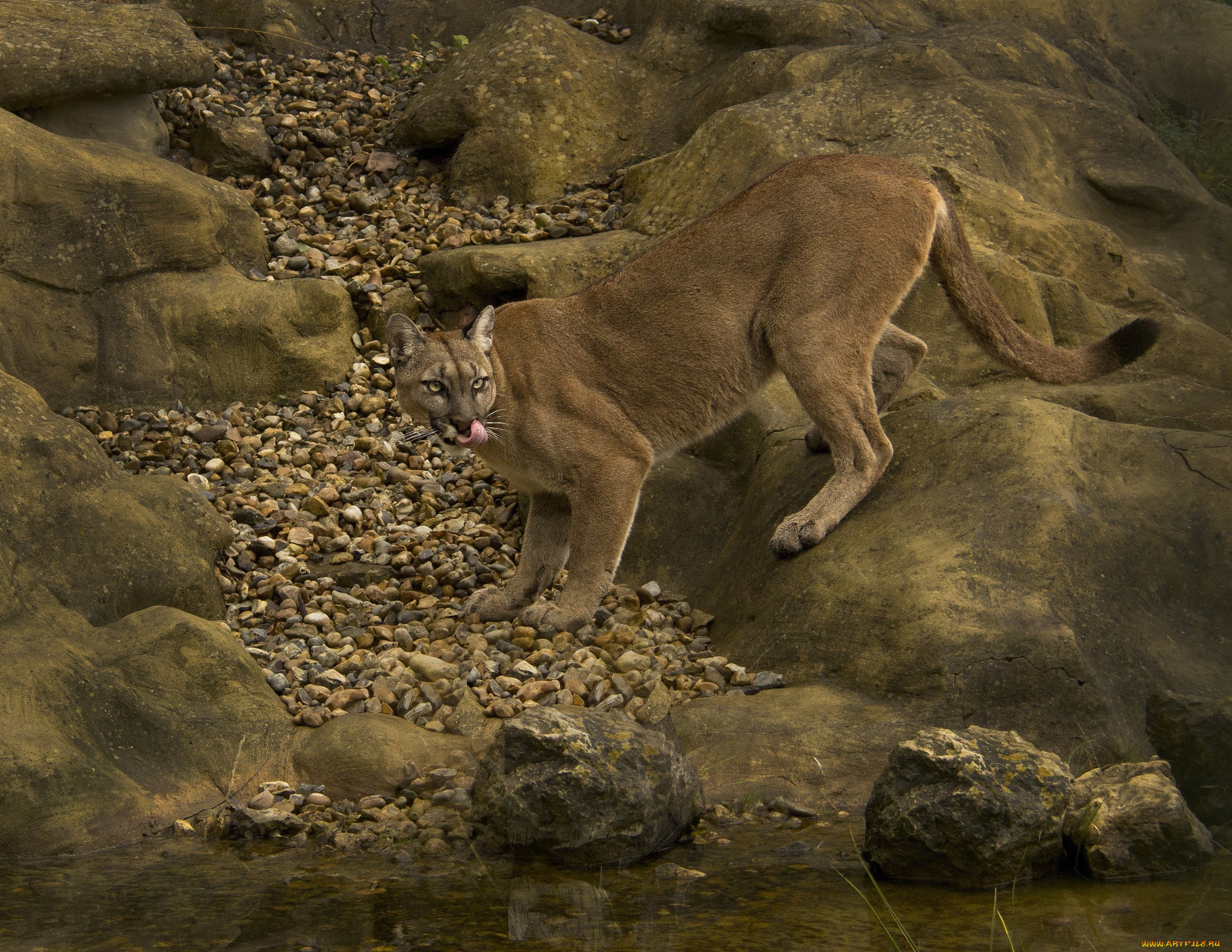 Есть я у камня у зверя. Пума Wild cougar. Кугуар горный Лев. Пума Кугуар горный Лев Пума. Калифорнийский горный Лев.